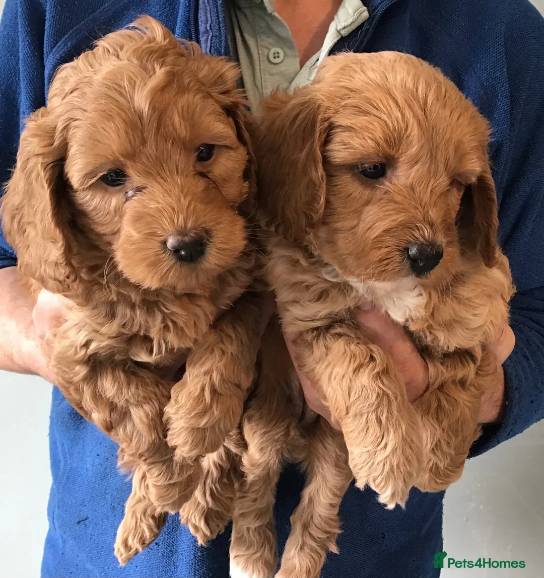 Labradoodle dogs for sale: Perfect F1B Mini Labradoodle Puppies - Advert 40