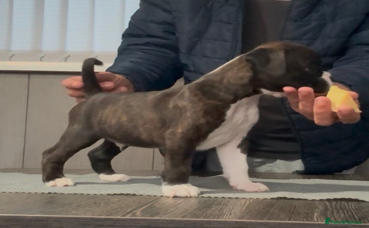 Boxer dogs - Advert 1