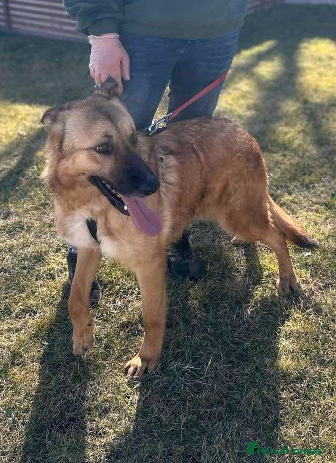 Mixed Breed dogs for adoption: Tara 🐾✨A Lifetime Waiting for One Yes - Advert 4