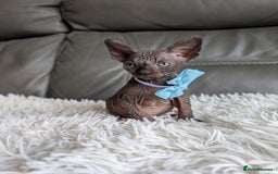 Sphynx cats for sale: Sphynx kittens - Image 9