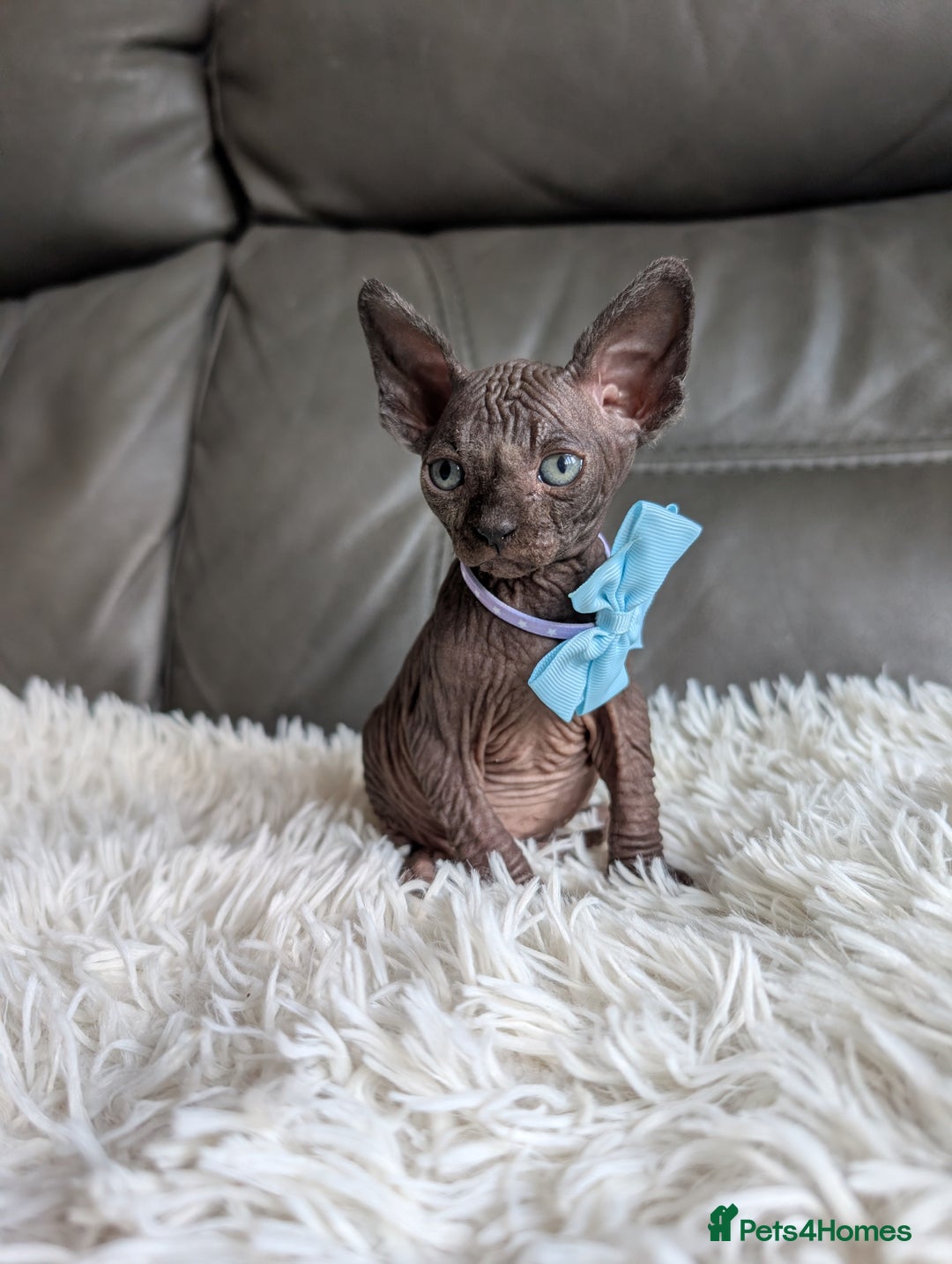 Sphynx cats for sale: Sphynx kittens - Image 9