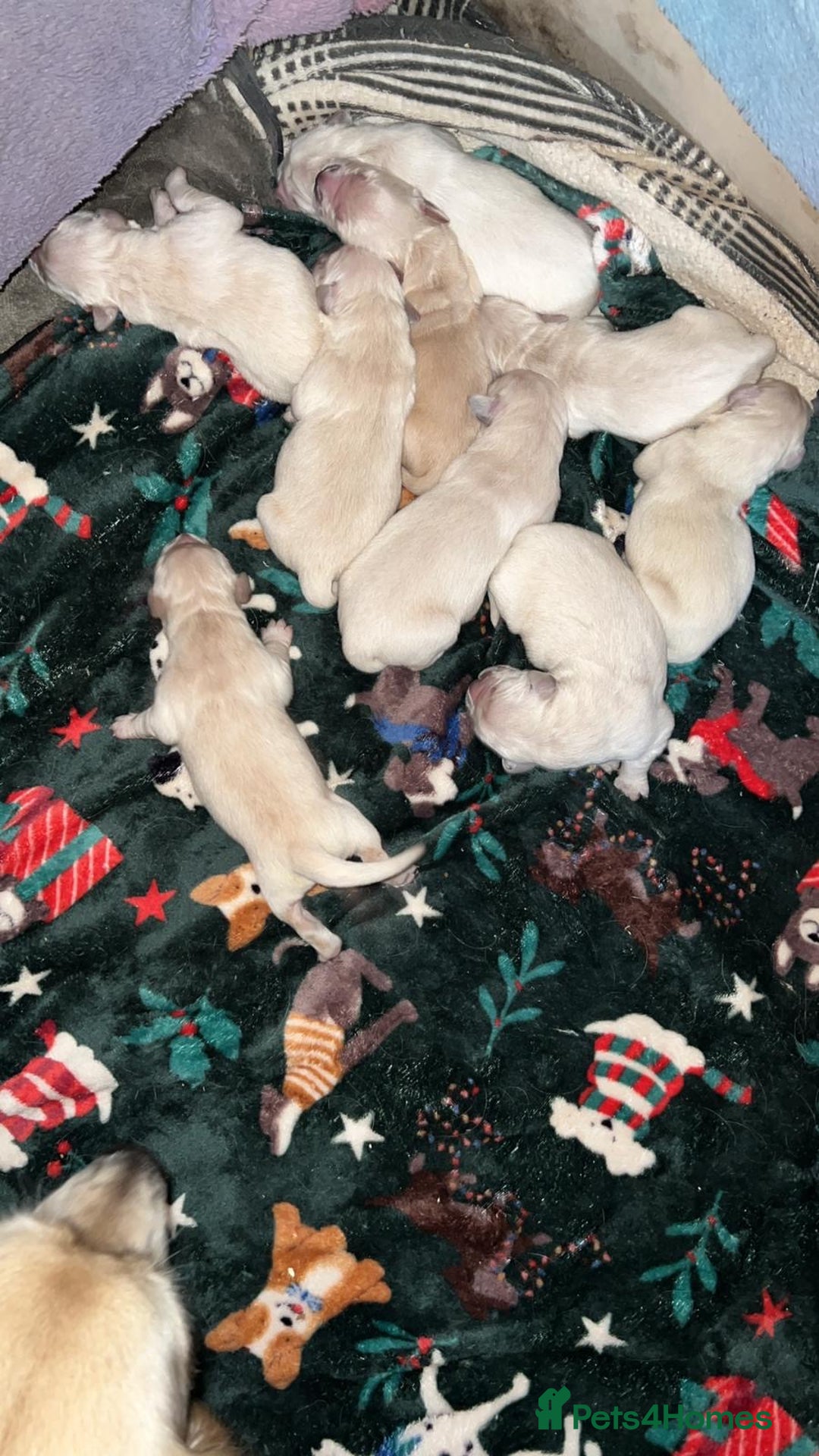 Golden Retriever dogs for sale: Beautiful littler of golden retrievers  - Advert 6