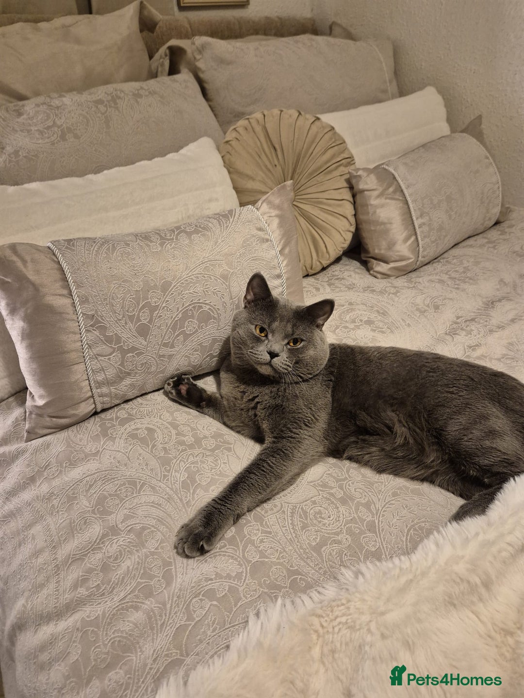 British Shorthair cats for stud: Pure British Shorthair boy for stud  - Advert 2