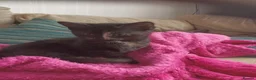 Mixed Breed cats for sale: 4 Beautiful fluffy kittens - Advert 7