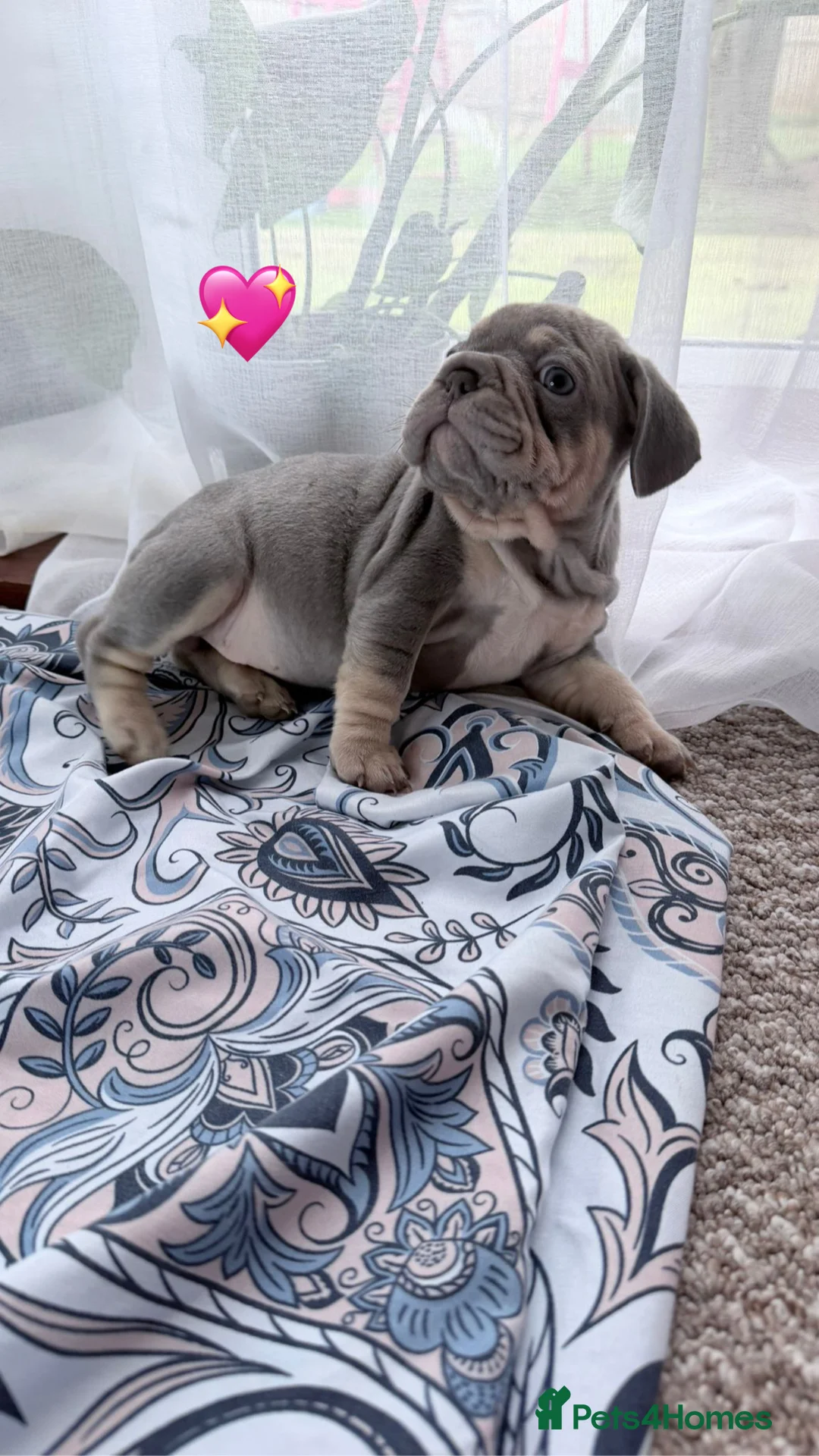 French Bulldog dogs for sale: FrenchBulldog Puppies Ready forTheirForeverHomes🐾 - Advert 14