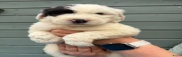 Old English Sheepdog dogs for sale: Kc Registered Old English Sheepdogs  - Advert 16