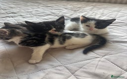 Mixed Breed cats for sale: 3 Female Kittens Available  - Image 8
