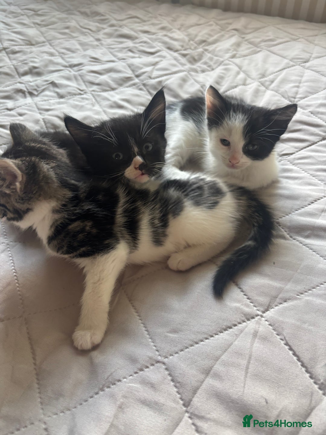 Mixed Breed cats for sale: 3 Female Kittens Available  - Image 8