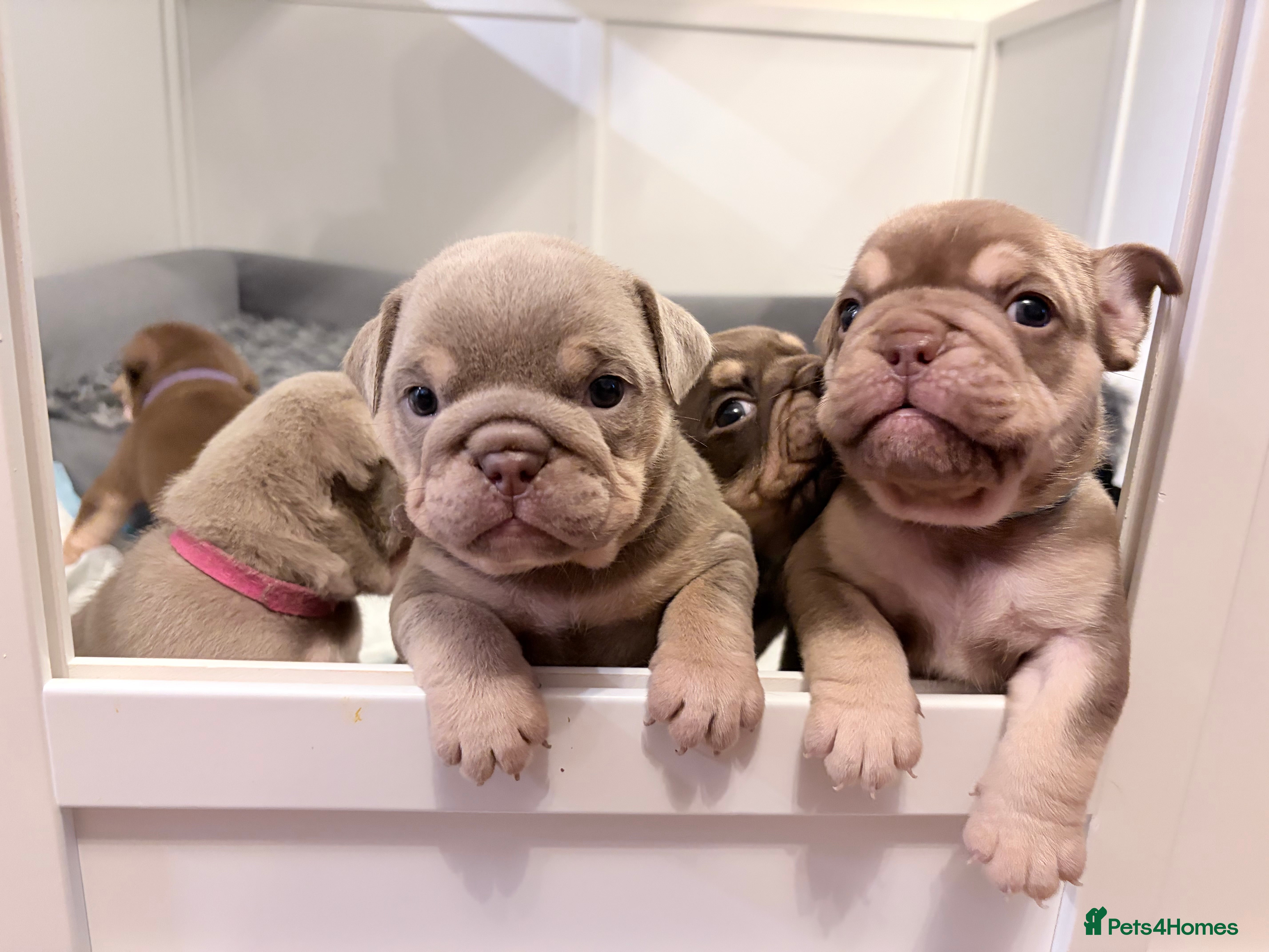 English Bulldog dogs KC English Bulldog Puppies Exceptional Quality  - Advert 5