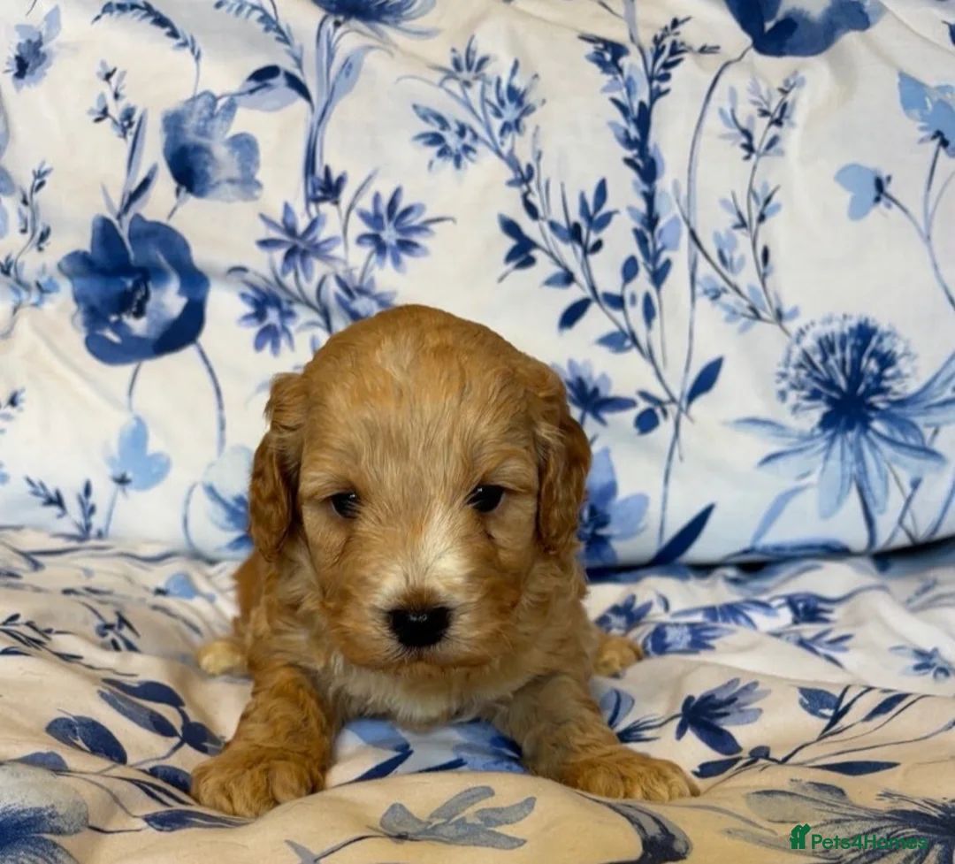 Cavapoo dogs for sale: Beautiful Cavapoo Puppies Looking for Loving home. - Advert 2