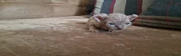 Sphynx cats for sale: Beautiful Sphynx Kittens  in Ferndale - Advert 2