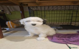 Mixed Breed dogs for sale: Maltichon - Image 3