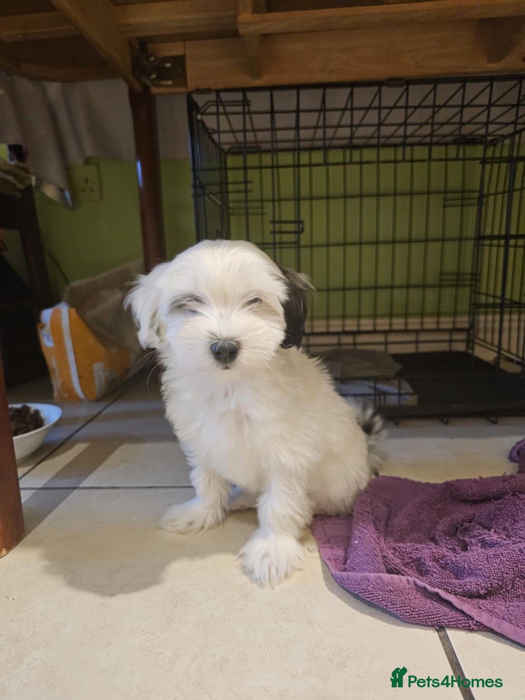 Mixed Breed dogs for sale: Maltichon - Image 3
