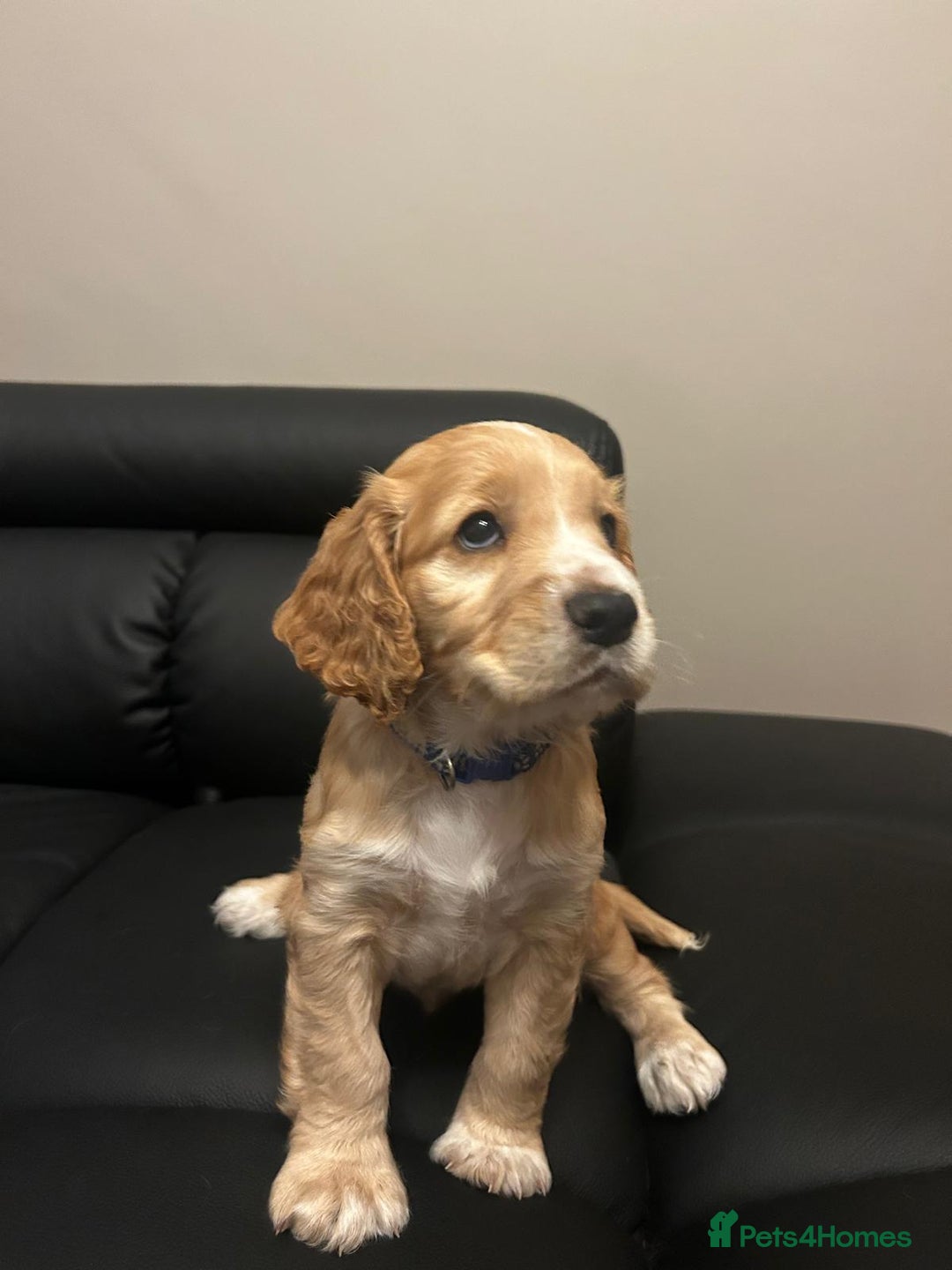 Cocker Spaniel dogs for sale: Healthy Cocker Spaniel puppies Working type  - Image 16