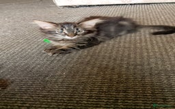 Mixed Breed cats for sale: Norwegian forest/black Bengal  - Image 11