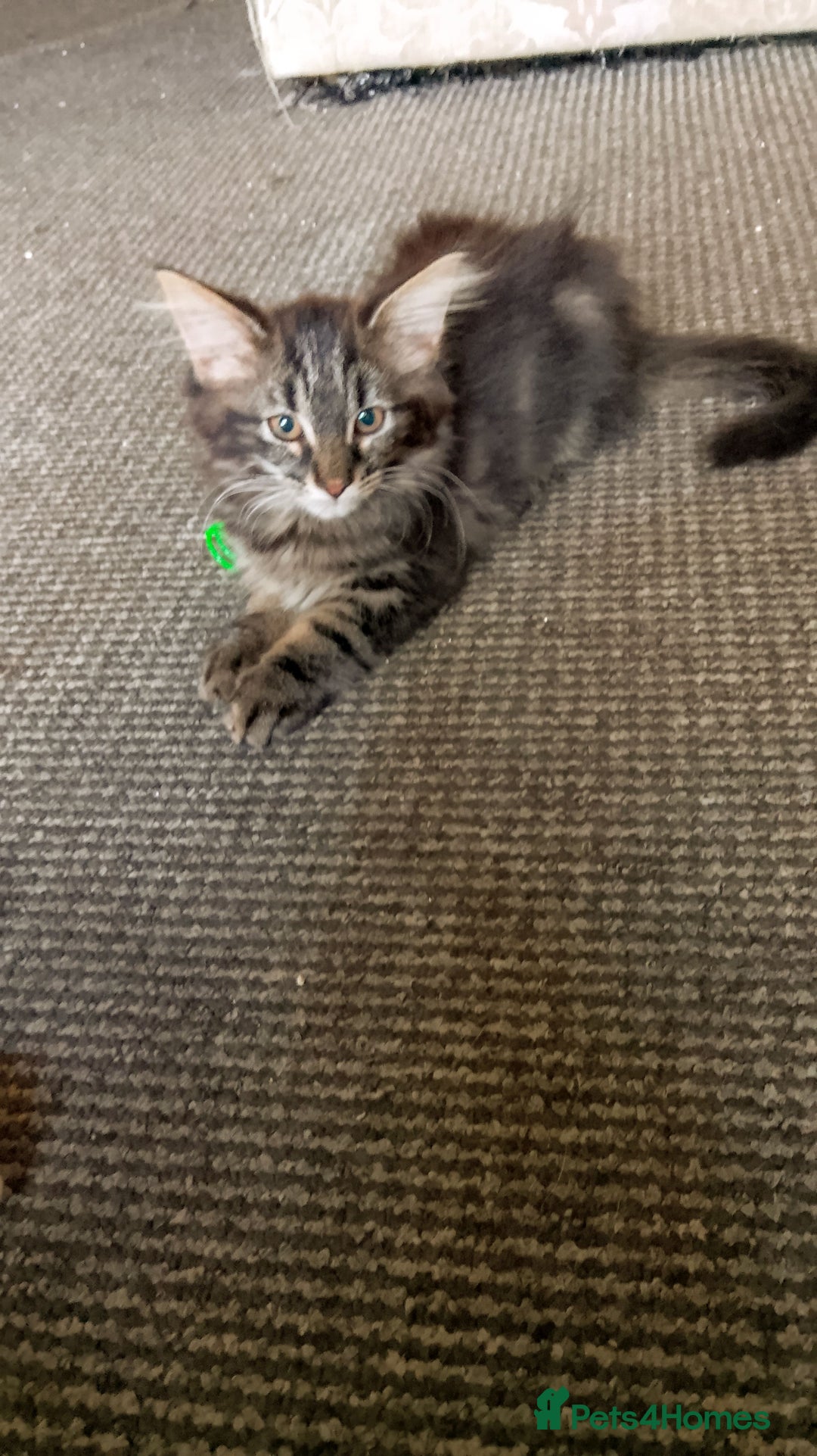 Mixed Breed cats for sale: Norwegian forest/black Bengal  - Image 11