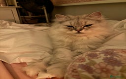 Persian cats for sale: 2 year old male Persian doll face chinchilla  - Image 9