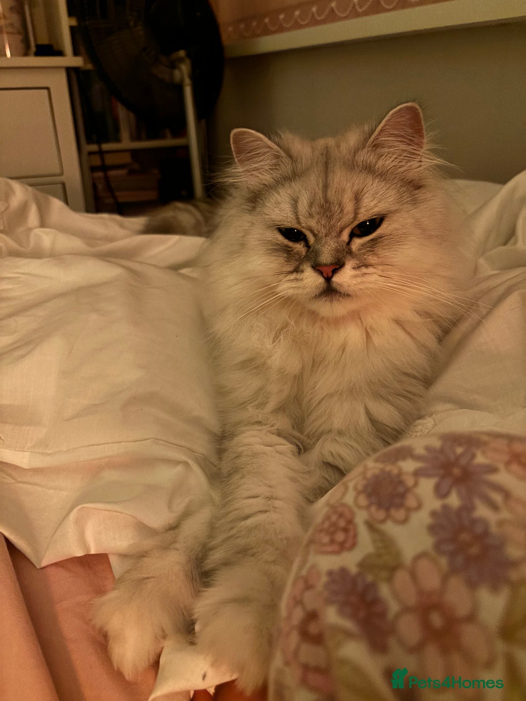 Persian cats for sale: 2 year old male Persian doll face chinchilla  - Image 9
