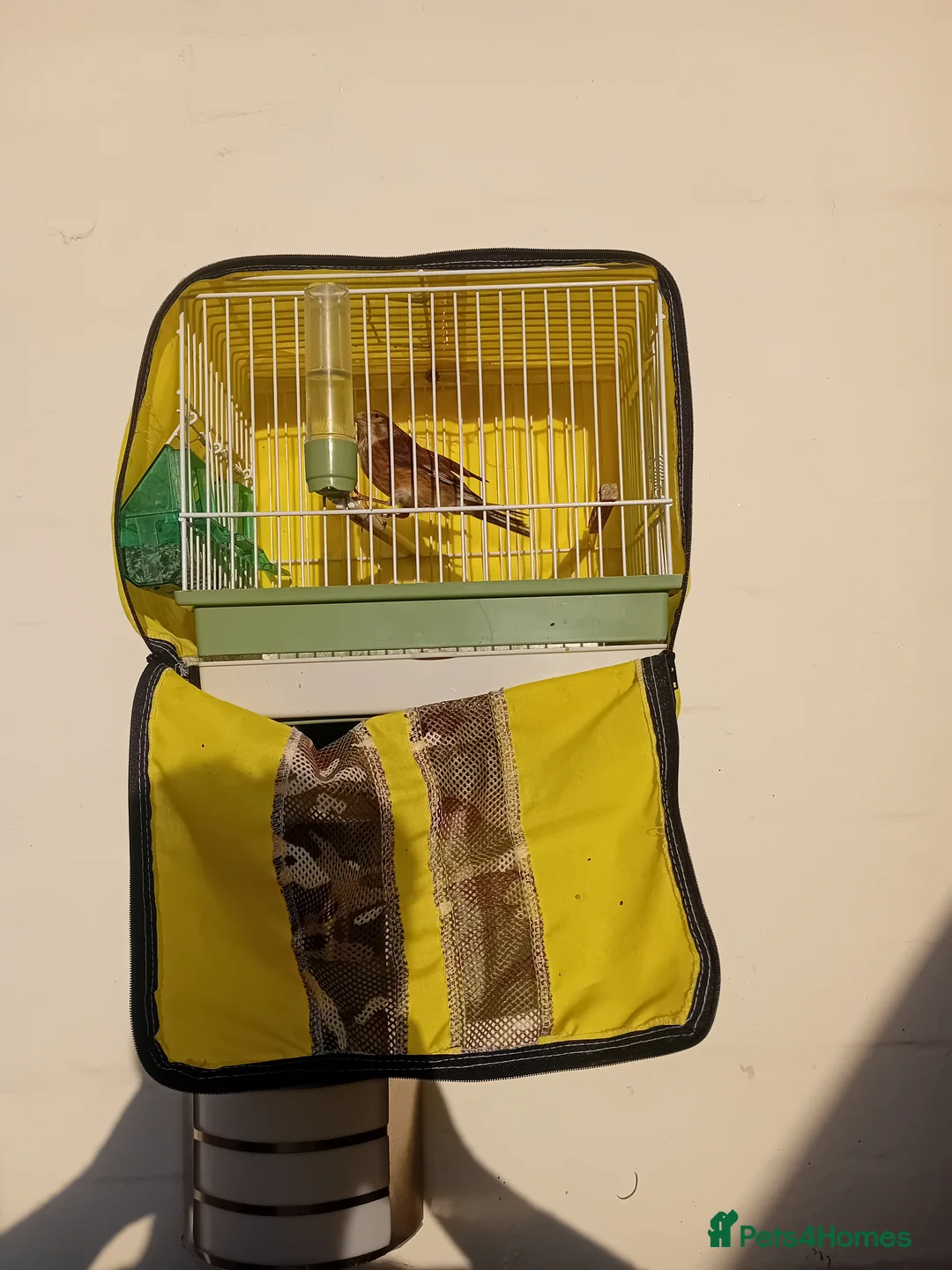 Finches birds for sale: linnet finch  in Maidstone - Advert 8