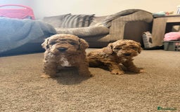 Cockapoo dogs for sale: 4 f2 cockapoos 2 males 1 female  - Image 14