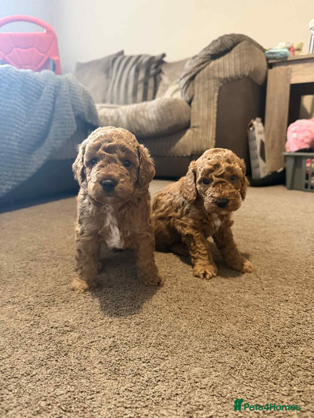 Cockapoo dogs for sale: 4 f2 cockapoos 2 males 1 female  - Image 14
