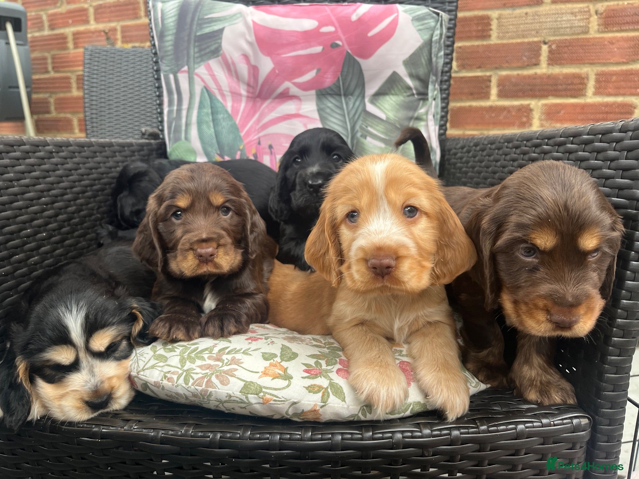 Cocker Spaniel dogs Kc show type cocker spaniel puppies  - Advert 12