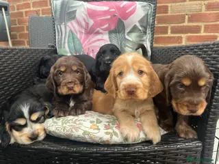 Cocker Spaniel dogs Kc show type cocker spaniel puppies - Advert 12