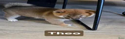 Japanese Shiba Inu dogs for sale: Foxy little shibas - Advert 4