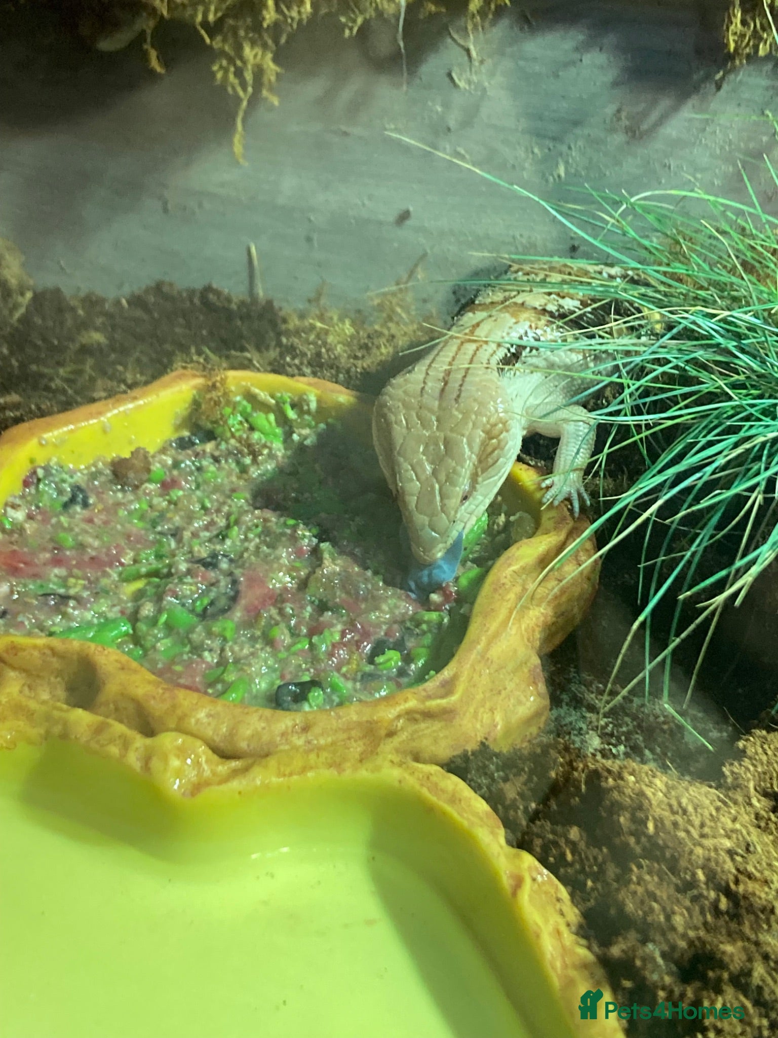 Skink reptiles Blue tongue sink  - Advert 1