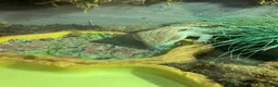Skink reptiles for sale: Blue tongue sink  in Weston-super-Mare - Advert 1