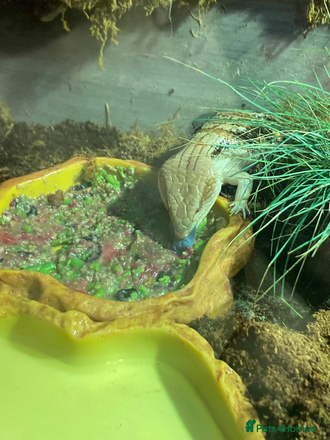 Skink reptiles for sale: Blue tongue sink  in Weston-super-Mare - Advert 1