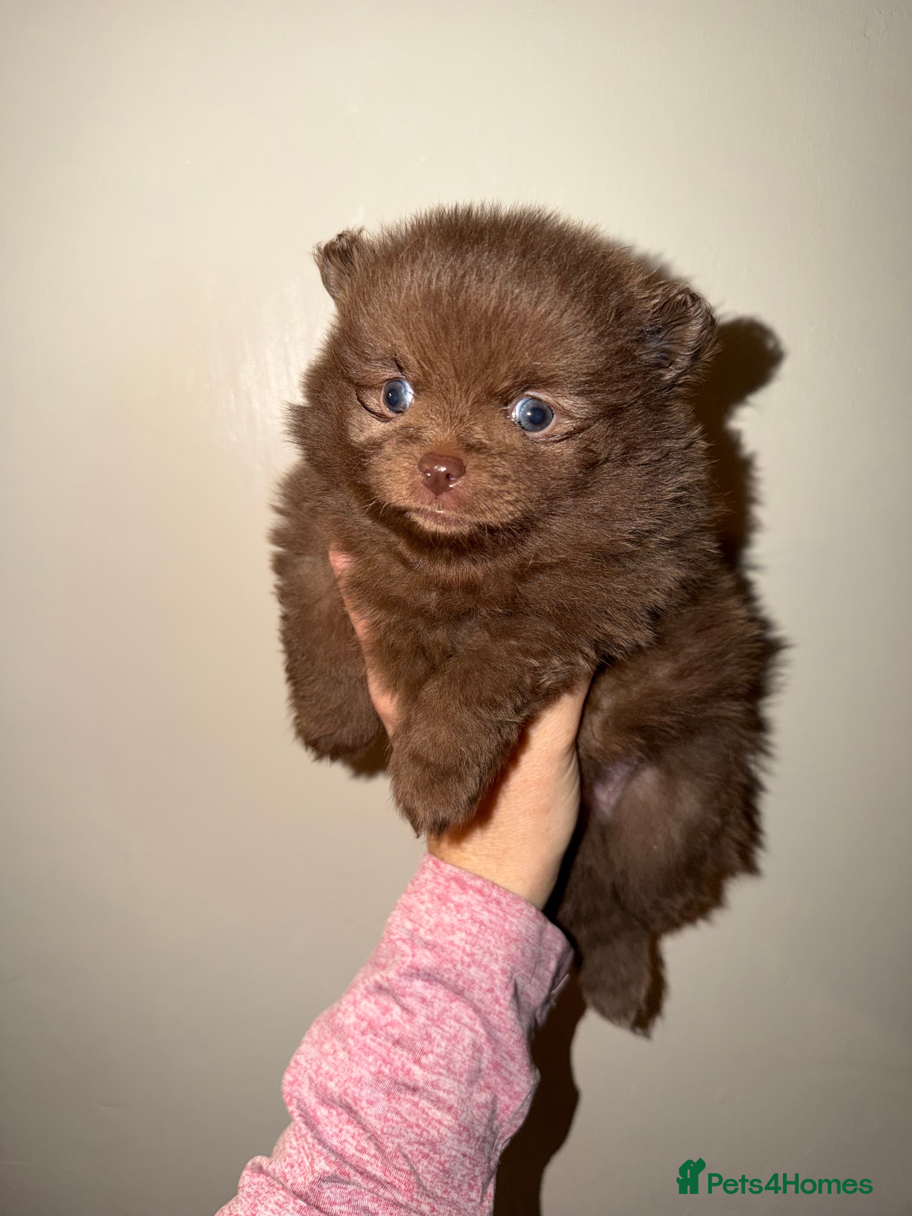 Pomeranian dogs 🍫🍫🤎CHOCOLATE POMERANIANS🤎🍫🍫 - Advert 6