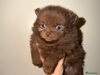 Pomeranian dogs 🍫🍫🤎CHOCOLATE POMERANIANS🤎🍫🍫 - Advert 6