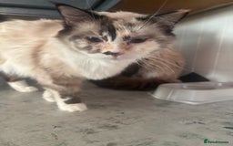 Ragdoll cats for sale: X3 Ragdolls (flame point, bicolour and seal point) - Image 10