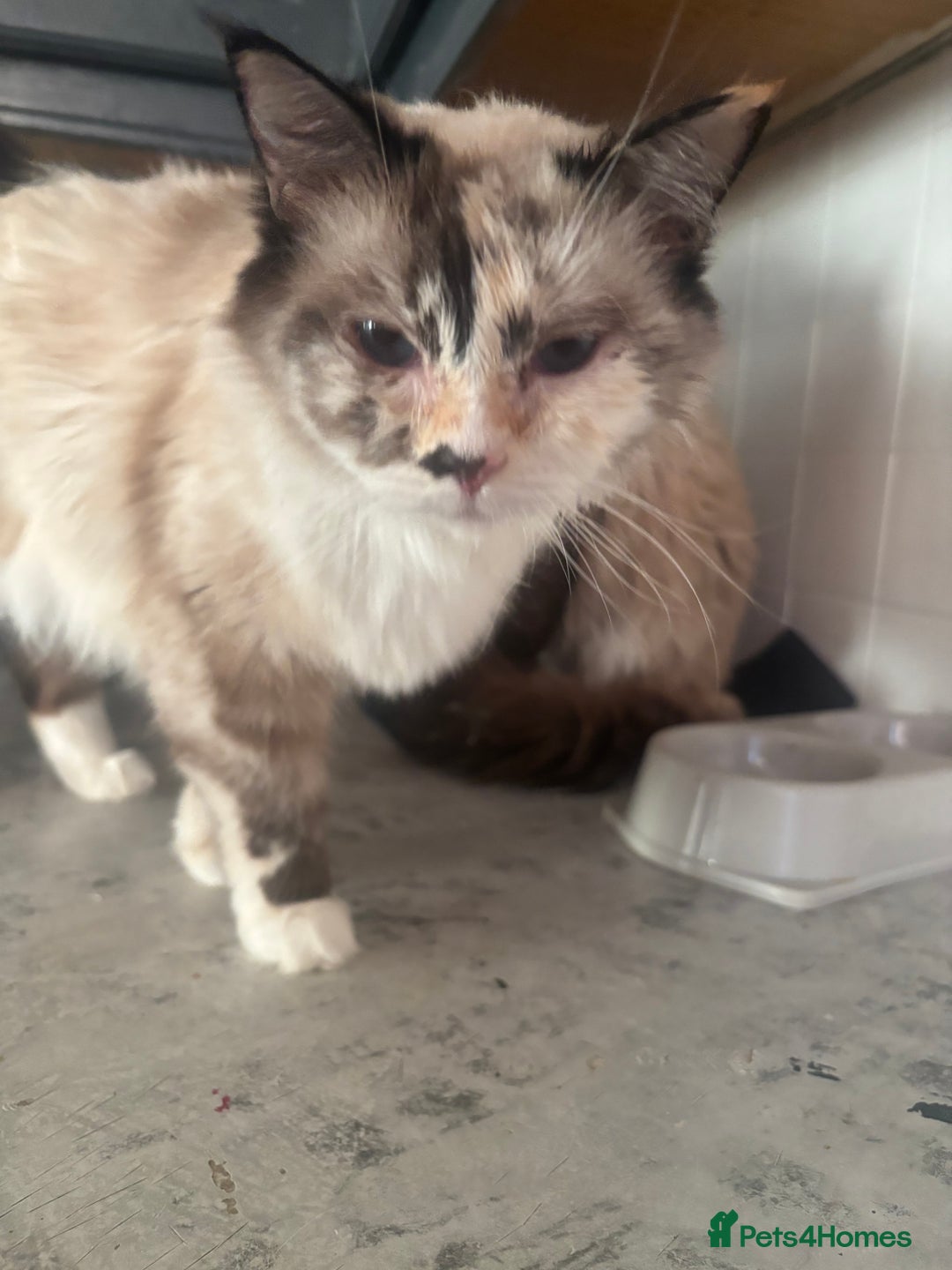 Ragdoll cats for sale: X3 Ragdolls (flame point, bicolour and seal point) - Image 10