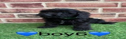 Cockapoo dogs for sale: ✨stunning cockapoo puppies✨ - Advert 7