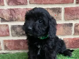 Cockapoo dogs ✨2 remaining stunning cockapoo puppies✨ - Advert 15
