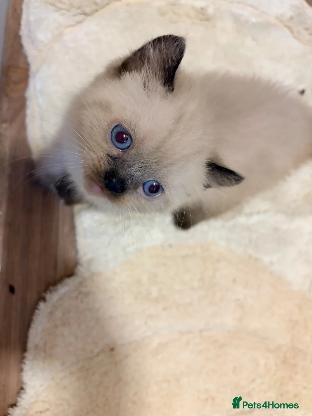Persian cats for sale: Persian kittens for sale  - Advert 8