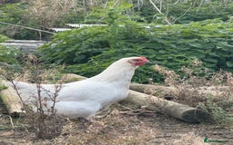 Chickens poultry for sale: Laying hens for sale - Image 6