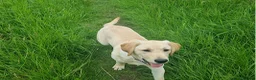 Labrador Retriever dogs for sale: affectionate Labrador retriever girl for sale in Edinburgh - Advert 2