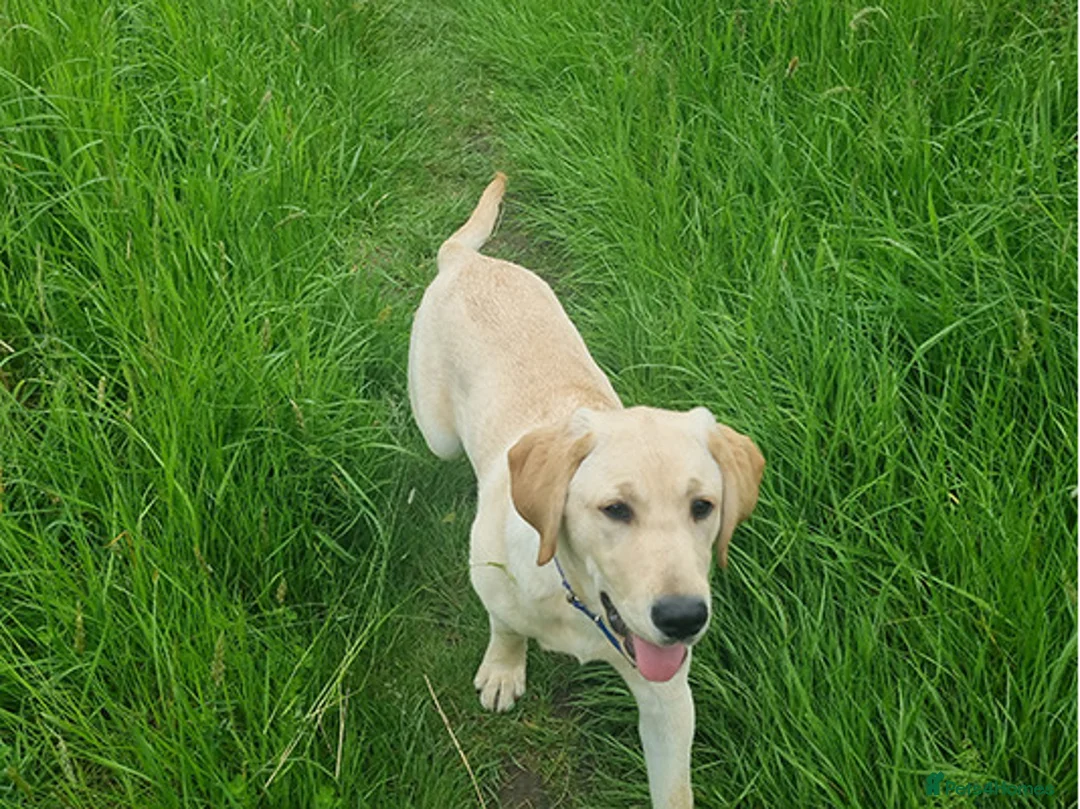 Labrador Retriever dogs for sale: affectionate Labrador retriever girl for sale in Edinburgh - Advert 2