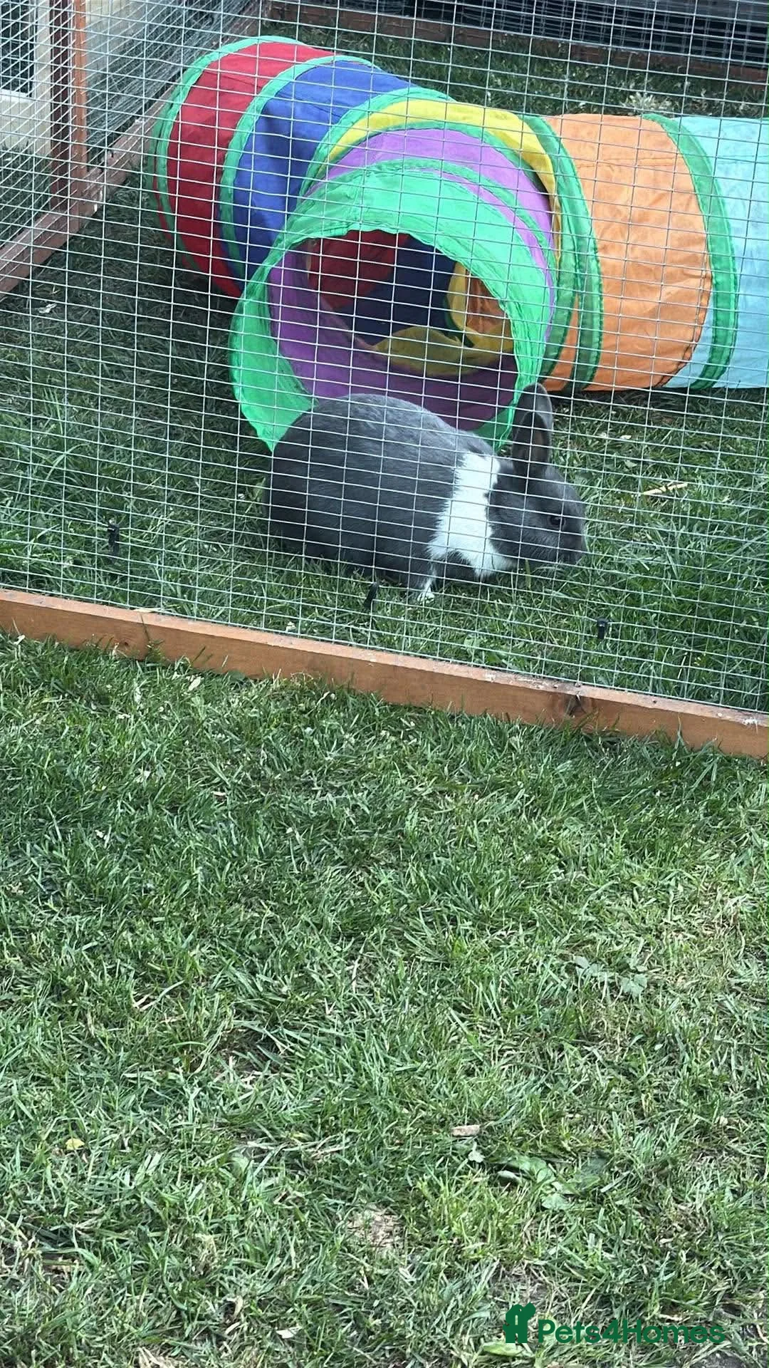 Mixed Breed rabbits for sale: Lionhead x Netherlands rabbits  - Advert 2
