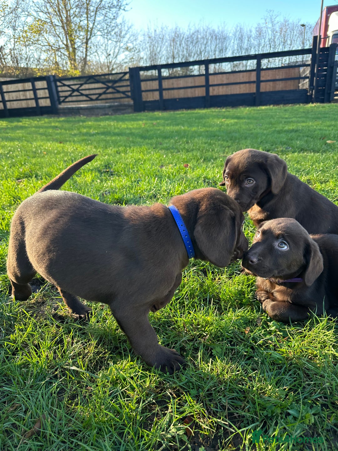 Labrador Retriever dogs for sale: Chocolate Labrador puppies  - Advert 17