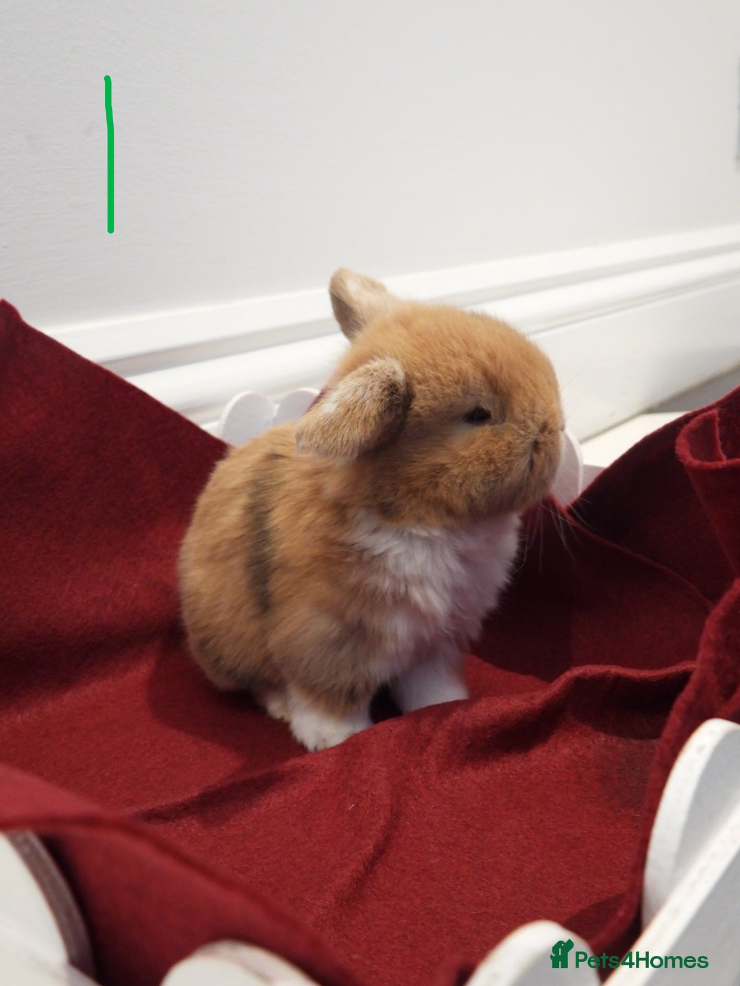Mini Lop rabbits for sale: Adorable Purebred Baby Mini Lops - Image 4