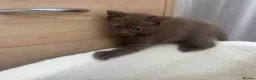 British Shorthair cats for sale: British Shorthair Cinnamon in Reading - Advert 9