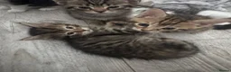 Mixed Breed cats for sale: 🐾 5 Beautiful Kittens Looking for Loving Homes 🐾 - Advert 33