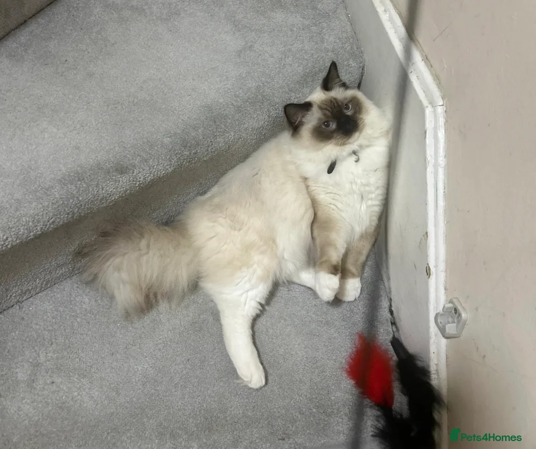 Ragdoll cats for sale: 🤍3 Exceptional Stunning Ragdoll kittens 🤍 - Advert 2