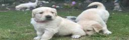 Golden Retriever dogs for sale: Gorgeous Chunky Golden Retriever Puppies - Advert 13