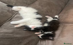 Mixed Breed cats for sale: Fluffballs looking for a new loving homes  - Image 1