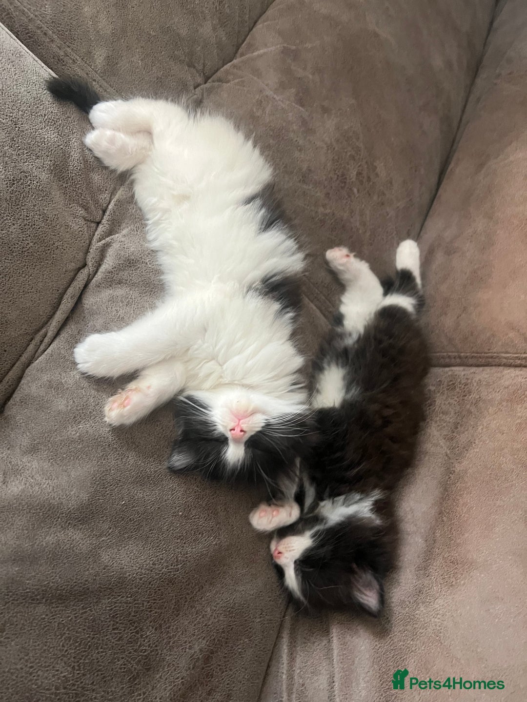 Mixed Breed cats for sale: Fluffballs looking for a new loving homes  - Image 1